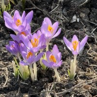Крокусы :: <<< Наташа >>>