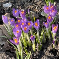 Крокусы :: <<< Наташа >>>