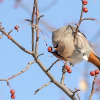 Свиристель. :: Виктор Иванович Чернюк