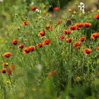 Весна в разгаре. :: Alexander Amromin Весна в разгаре. :: Alexander Amromin