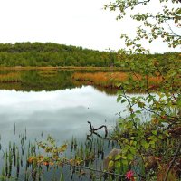 На озере :: Сергей Швечков