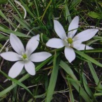 Нежные звёздочки :: Людмила Смородинская