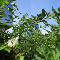 ПРО Екатеринбург :: Елена Шаламова