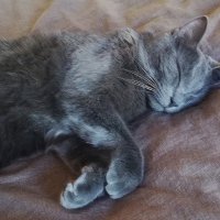 Басик.в Москве. :: Ольга Довженко