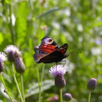 Павлиний глаз. :: Николай ntv