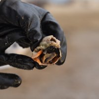 рапан :: Albina Lukyanchenko рапан :: Albina Lukyanchenko