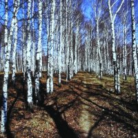 Весенние берёзки :: Людмила Смородинская