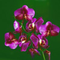Орхидея :: Владимир Кроливец