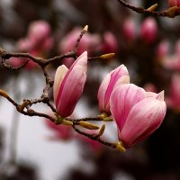 Доброе утро :: Юрий. Шмаков Доброе утро :: Юрий. Шмаков