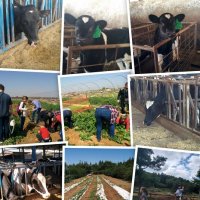 Сельская жизнь :: Светлана Хращевская Сельская жизнь :: Светлана Хращевская