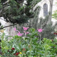 Весна, тюльпаны :: ZNatasha - Весна, тюльпаны :: ZNatasha -