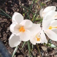 Крокус :: Сапсан 