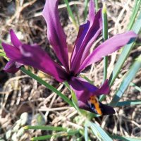 Иридодиктиум :: Сапсан Иридодиктиум :: Сапсан