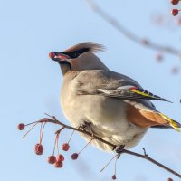 Дегустатор яблочек. :: Виктор Иванович Чернюк