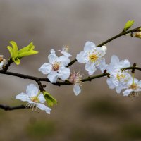 весенние цветы :: Валентин Семчишин весенние цветы :: Валентин Семчишин