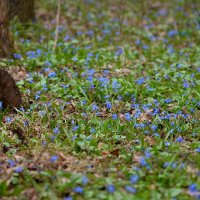 Весенний ковёр :: Сеня Белгородский Весенний ковёр :: Сеня Белгородский