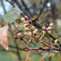 старые фисташки :: ИРЭН@ .