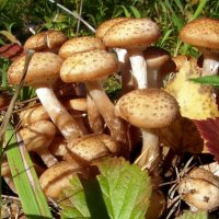 Дружная команда опят. :: nadyasilyuk Вознюк Дружная команда опят. :: nadyasilyuk Вознюк