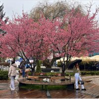 Красота в дождливый день. :: Валерия Комова Красота в дождливый день. :: Валерия Комова