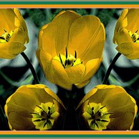 Неисчерпаемые тюльпаны :: Владимир Кроливец