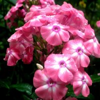 Летние :: Елена Семигина Летние :: Елена Семигина