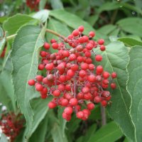 Бузина :: Anna Ivanova Бузина :: Anna Ivanova