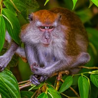 Яванская макака-крабоед :: Aleksey Afonin