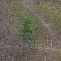 Вечно зелёная !.. :: Юрий Куликов