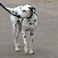 Пятнистая прелесть :: Светлана 