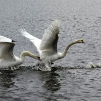 надо прогнать... :: Aleksandr Gal
