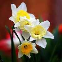 Нарцисс :: ZNatasha -