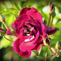 они на радость нам даны :: Олег Лукьянов они на радость нам даны :: Олег Лукьянов