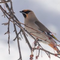 Свиристель. :: Виктор Иванович Чернюк