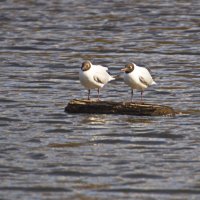 На отдыхе :: Владимир Зырянов На отдыхе :: Владимир Зырянов