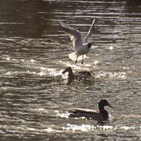 Вот вы какие :: Владимир Зырянов