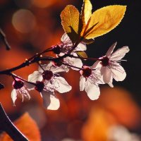 Утро весны :: Юрий. Шмаков