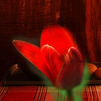 Тюльпан :: Юрий Гайворонскiий