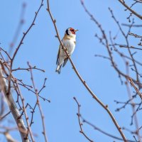 Вестник весны :: Валерий Иванович