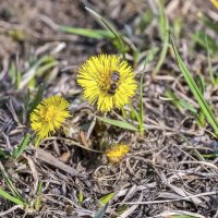 Пчёлки появились :: Валерий Иванович