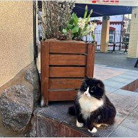 Светлогорский котик. :: Валерия Комова