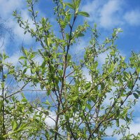 Весеннее небо :: Елена Семигина Весеннее небо :: Елена Семигина