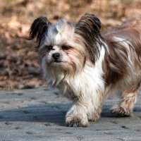 *** :: Владимир Безбородов