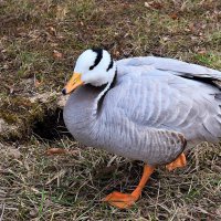 С Днем пернатых! :: Татьяна Помогалова С Днем пернатых! :: Татьяна Помогалова