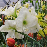 Позади остался март. :: Татьяна Помогалова