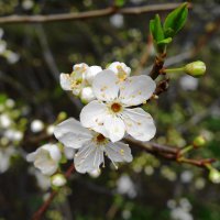 Зацветает алыча :: Рита Симонова