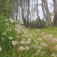 Одуванчики, влажные от тумана. А ещё с деревьев туман опадает, капЕль, как в апреле... :: Августина Одуванчики, влажные от тумана. А ещё с деревьев туман опадает, капЕль, как в апреле... :: Августина