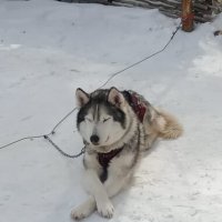 Байкал. Листвянка. Питомник ездовых собак :: Ирэн 