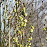 За 2 недели до вербного овскресенья :: Александр Чеботарь За 2 недели до вербного овскресенья :: Александр Чеботарь