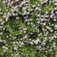 Сегодняшняя прогулка :: Светлана Хращевская Сегодняшняя прогулка :: Светлана Хращевская