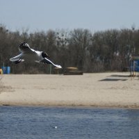 Планирование над рекой :: Елена Пономарева Планирование над рекой :: Елена Пономарева